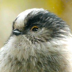 tootricky:  a curious long tailed tit peeps through a human’s window (source) 