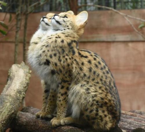 cuteanimals-only:  Serval cat see, serval cat do.