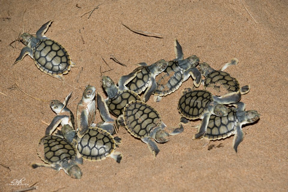 wolverxne:  The largest concentration of nesting marine turtles on the eastern Australian