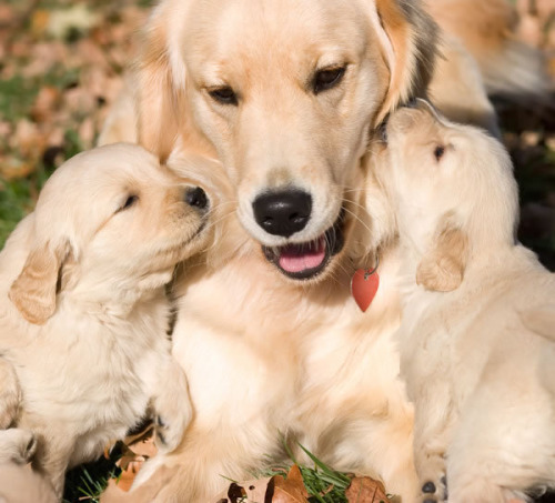 effortlessly-cute:  Pictures Of Golden Retriever Puppies That Will Brighten Your Day 