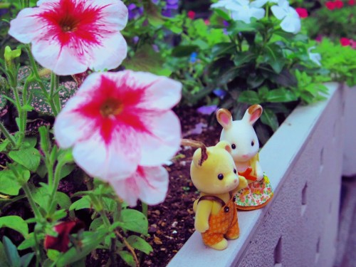 綺麗なお花がいっぱい&hellip;(*´∀｀*)♪ 今日は、 くまくんとうさちゃんの デートの日みたいです！ カメラ PENTAX Q
