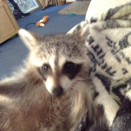 Just a few of my babies  @chrisfootfeind YOU HAVE A RACCOON WHAT