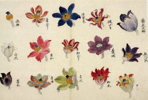 iamjapanese:Untei SEKINE（関根雲停 Japanese, 1804-1877）Anemone flowers, from the Edo period   via