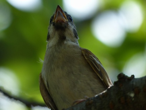 town-sparrow: スズメ　Eurasian tree sparrowTown Sparrow ～ 街のすずめ　ArchiveTown Birds ～ 街の鳥  Archive