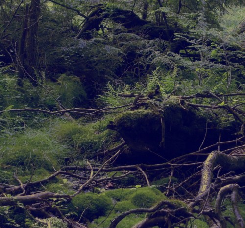 aetheric-aesthetic: Bog of the Magi Elderwood August ‘14