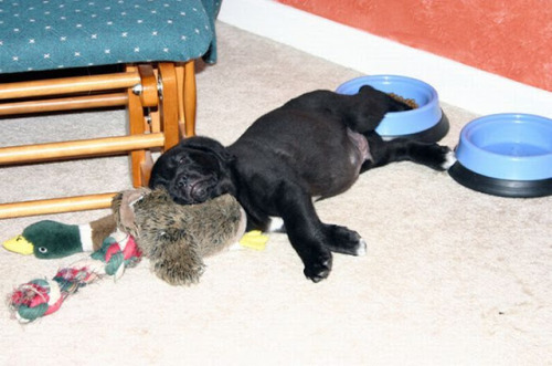 inspector-pervert: quecaigaelsistema: milkywaywhite: Dogs falling asleep in their food The best phot