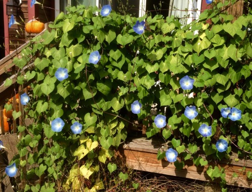the morning glories don’t know it isn’t morning