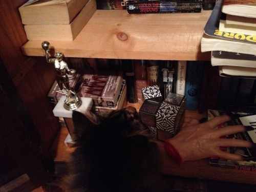 Typical example of what happens when I open my book cabinet. Harry seems convinced there are secrets