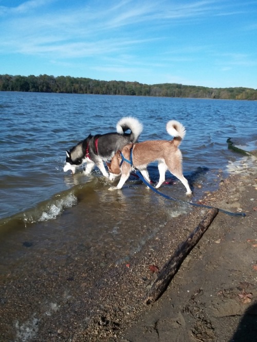 siberian huskies