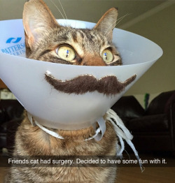 tastefullyoffensive:  Meowstach. (photo by lexsi04)