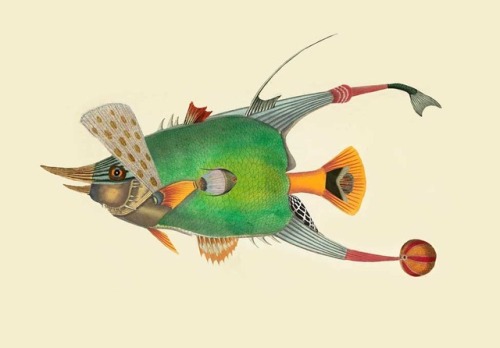 bowostudio: Infertile fishes: Deania Taeniopterus (collage) 2017 art prints &gt;