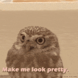 Gif it i did miss owl Funny Animated