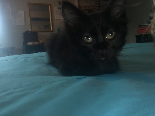 familiarthecat:  Familiar was posing anD THEN YAWNED