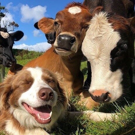 naturalcottage:  Look these beautiful cows   Moomoos