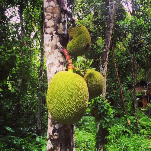 maddoverseas:  26 January - Pura Gunung Kawi, Tampaksiring About 18km north-east of Ubud, along litt
