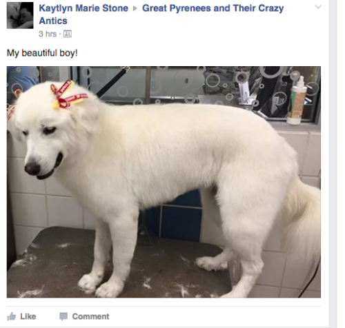 iskariotrising:PEOPLE ARE SO CONCERNED ABOUT THIS DOGS MASCULINITYHES A DOG