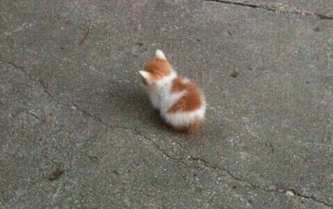 teathattast:battychow:teathattast:teathattast:smaltwo of themMitosis&hellip;&hellip;meowtosis