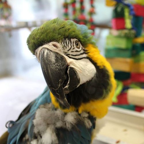 Tanto the Blue and Gold Macaw! She is 22 years old and an absolute lovebug once she gets to know you