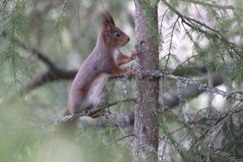 Red squirrel/ekorre.