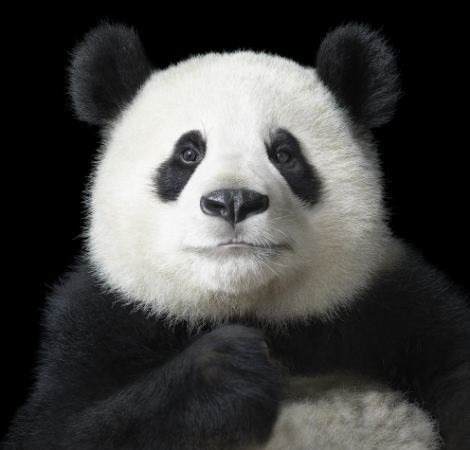 wolverxne:  How he got them to sit still, we don’t know. But somehow award-winning UK-based photographer Tim Flach managed it, and this was the result. The 54-year-old has created a collection of incredible photographic portraits of animals so intimate