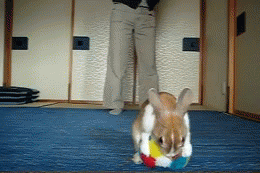 fluffy-0-goose:I found a thing