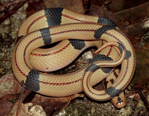 hellyeahsnakes: Oreocryptophis porphyracea vaillanti is a rat snake species, commonly called the bla