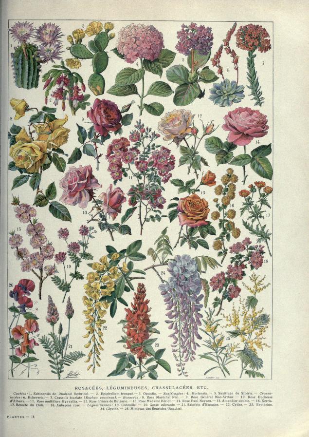 Heaveninawildflower - Plant illustrations taken from ‘Histoire Naturelle...