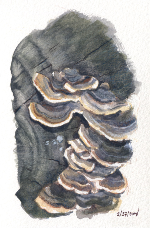 Fungi field studies, scanned this time. Each one is 4x6″ on watercolor paper, created with colored p