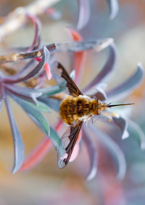 Bee Fly byKevin Grieve