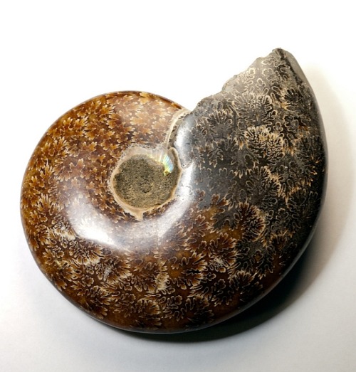 ilovecephalopods:innerbohemienne: A 110 million-year-old fossil of Cleoniceras ammonite, found in Ma