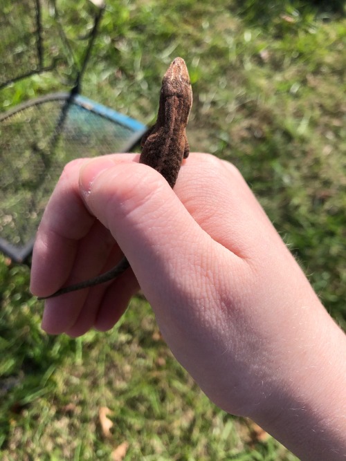 Some Finds From Today As Well! I Caught Not One, But Three Anoles Today, Only Took Pictures Of Two Of