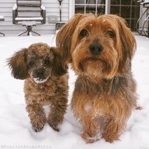 Snow pups : 2014 ❄️ - : @monsterbrandmedia • • • #dogs #puppies #toypoodle #silkyterrier #terrier #p