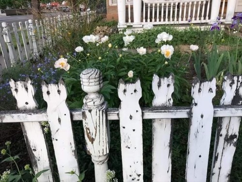 Cat Garden, Cat City.