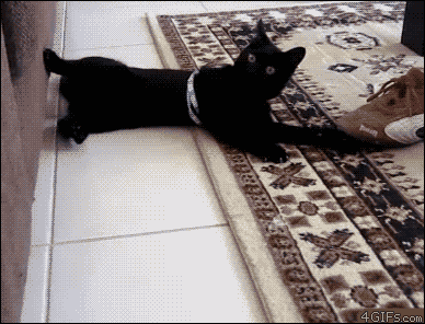 cute-baby-animals:  tastefullyoffensive:  When Cats Forget How to Cat (Part 2)Previously: Part 1  The 4th one though   Ha