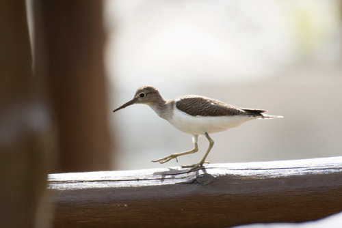 Common Sandpiper (Actitis hypoleucos) &gt;&gt;by Sergey Yeliseev