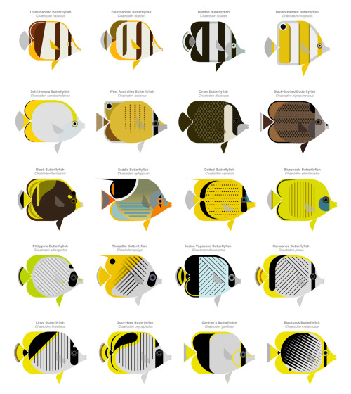 Absolutely beautiful illustrations of butterflyfishes in the genus Chaetodon by Scott Partridge. The