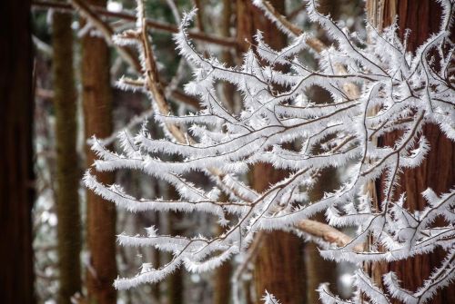 極寒の中でしか見れない花は儚く美しい… . #ザ山部 #mountains #mountaineering #trekking #hiking #snowhike #rime #naturephoto