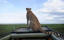 theanimalblog:  A female cheetah sits on the roof of a jeep in Maasai Mara, Picture: David Lloyd / Barcroft Media