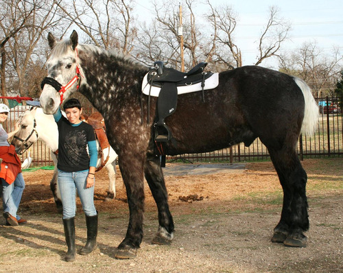 liongoatsnake:silver-tongues-blog:vexhoor:changeling-collective: iguanamouth:  jedilunawinchester:  iguanamouth:  thekimbroughthe:  fatass-mcnotits:  iguanamouth:  darkforestwarrior:  iguanamouth:  are the mlp horses the same size as actual horses because