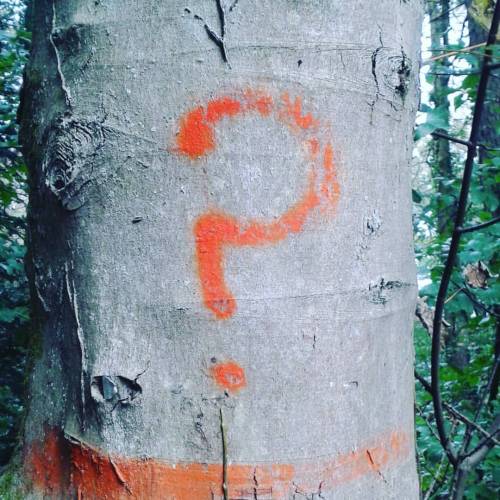 A tree having an existential crisis, Bryngarw Country Park