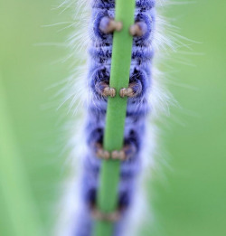 whatthefauna:  Caterpillars have “prolegs”