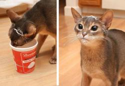 awwww-cute:  A sour cream bandit (Source: