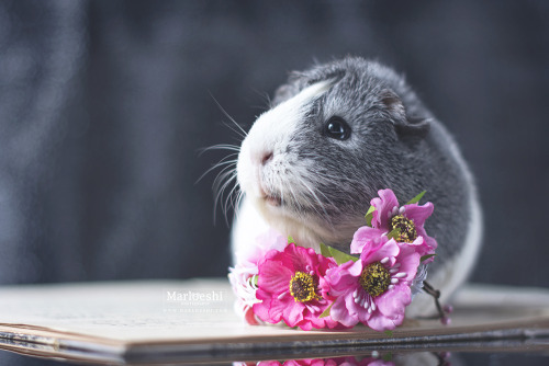 miepstheguineapig:  Flower piggy!