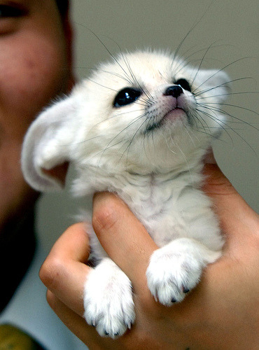 Fennec Fox This baby fennec fox is a small, nocturnal fox that lives in the Sahara desert in North A