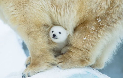 stayshreddedmyfriends: boredpanda: 15+ Un-Bear-Ably Cute Momma Bears Teaching Their Teddy Bears How 