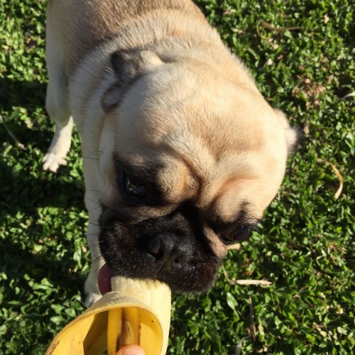 moonre: this is my puggo eating some baninis (we’re both sending love to u!!) @blushgirl I’m in looo