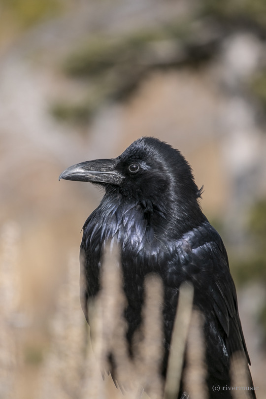 A Common Raven (Corvus corax) posed for a portrait recently: (c) riverwindphotography
