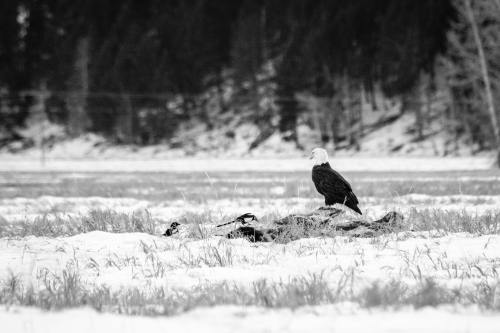 Bald eagle & magpies feeding off a carcass, Grand Teton National Park. November, 2020.