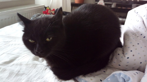 unflatteringcatselfies:  this is shinya aka lillis. she’s almost 7yo but the tiniest little stink eye demon baby you’ve ever seen!! she’s got mitten paws and is done with everyone’s shit.