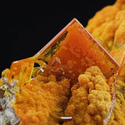 geologypage:  Wulfenite | #Geology #GeologyPage #Mineral  Locality: Rowley Mine, Theba, Arizona, United States of America  Size: 5.2 × 4.2 × 2.4 cm Largest Crystal: 1.30cm  Photo Copyright © ecomMinerals /e-rocks.com  Geology Pagewww.geologypage.com
